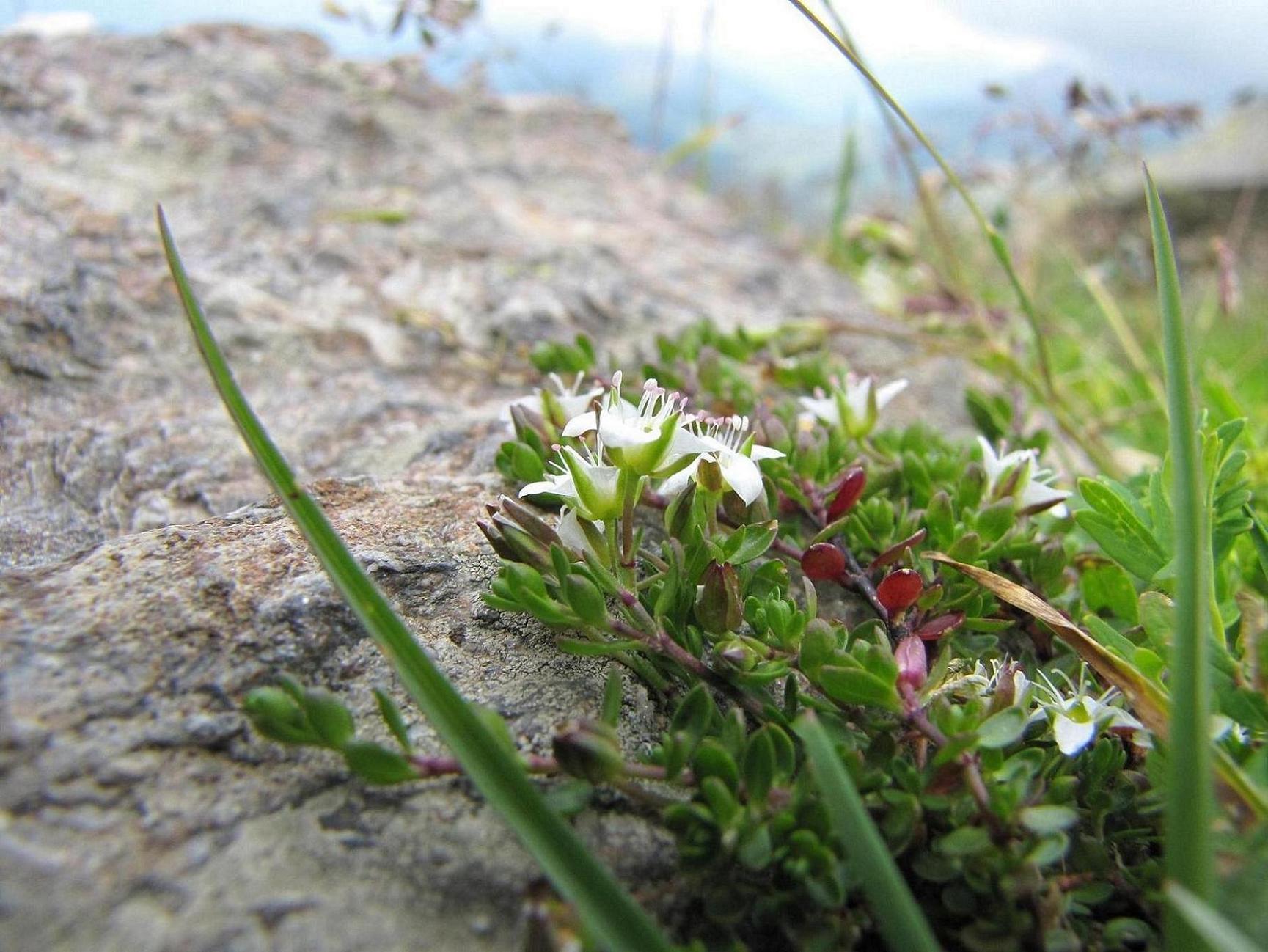 Arenaria biflora